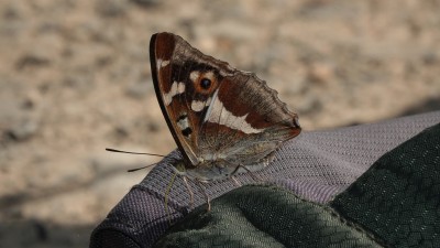 Male PE happy on a backpack