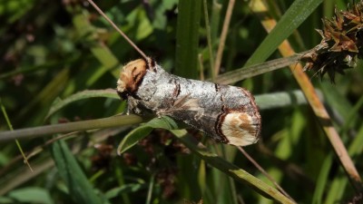 Buff Tip moth close-up