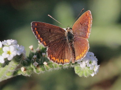 E 2017.08.10 IMG_8521 Southern Brown Argus, MP2 t.jpg