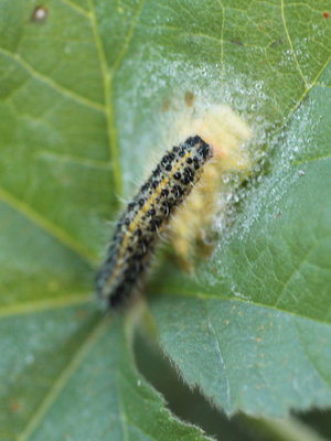 F IMG_8773 Large White parasitized larva, CLC Avenida San Diego.jpg
