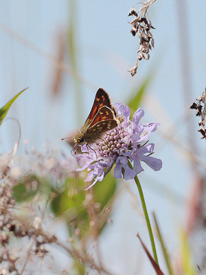 K 2018.07.31 IMG_6704 Hesperia comma, Silver-spotted Skipper, Hochgrat t02.jpg