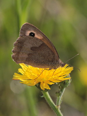 A 2018.07.21 IMG_5041 Meadow Brown, outside Ibis hotel, Livange, Luxembourg t.jpg