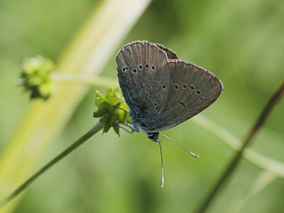 V 2018.08.01 IMG_6802 Cyaniris semiargus, Mazarine Blue (female), field nr Hubertusstube, Oberstaufen.jpg