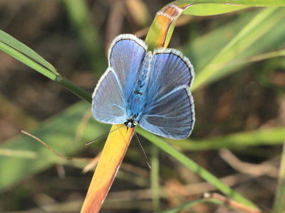 J 2018.08.05 IMG_7138 Polyommatus icarus, Common Blue (male), Livange, Luxembourg t gi_1.jpg