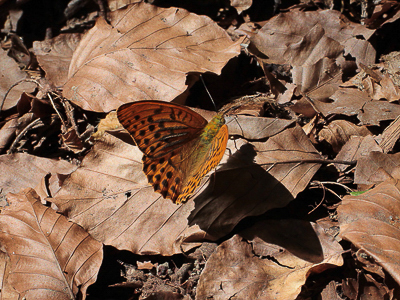 D 2018.07.29 IMG_6401 Argynnis paphia, Silver-washed Fritillary, WeiBach river walk, Hochgrat, Oberstaufen t gi.jpg