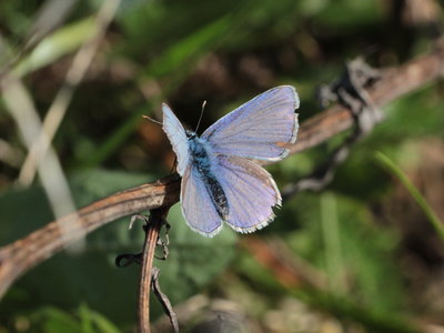 J 2018.07.29 IMG_6199 Polyommatus icaurs, Common Blue (male), grass bank nr. Willis, Oberstaufen.jpg