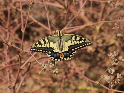 Y 2017.08.13 IMG_9244 Papilio machon gorganus, Swallowtail, Dunas de Artola o Cabopino t.jpg