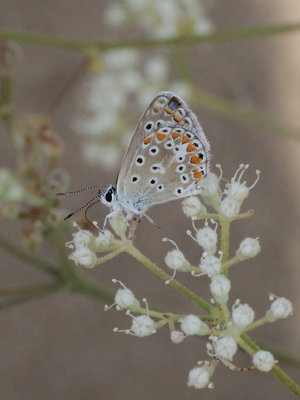 H 2017.08.07 IMG_8093 Polyommatus icarus, Common Blue (male), Dunas de Artola o Cabopino, Marbella gi t.jpg