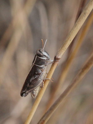 K 2017.08.10 IMG_8576 Grasshopper, MP1.jpg