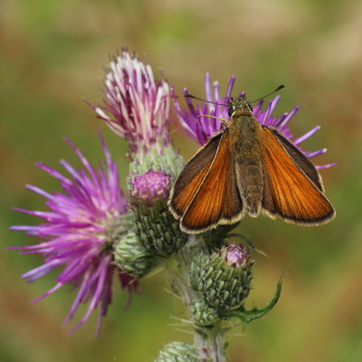 Plenty of Small Skipper along the woodland rides