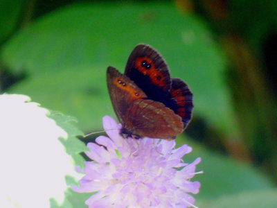 A 2018.07.30 IMG_6624 P1100099 Erebia aethiops, Scotch Argus, back of Neuschwanstein Castle, Fussen, Germany t.jpg