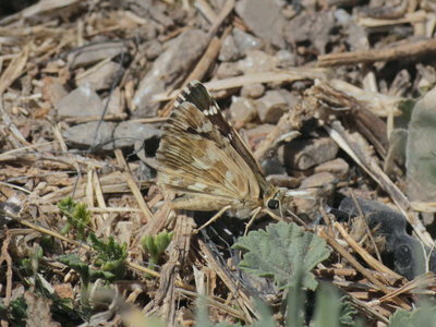Rosy Grizzled Skipper ?