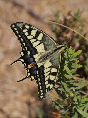 T 2017.08.13 IMG_9203 Papilio machon gorganus, Swallowtail, Dunas de Artola o Cabopino t.jpg
