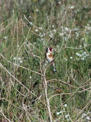 One of many Goldfinches seen in small flocks around the dunes