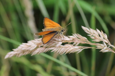 L IMG_9263 Small Skipper, Straits Inclosure, Alice Holt.jpg