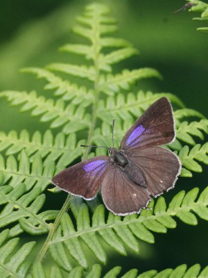 IMG_3755 Favonius quercus, Purple Hairstreak (female) Bookham Commons t m02.jpg