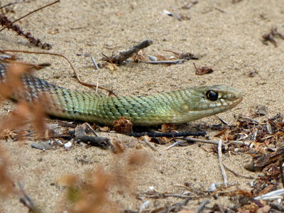 ZH 2017.08.10 P1020974 Malpolon monspessulanus, Montpellier Snake (head), Dunas de Artola o Cabopino.jpg