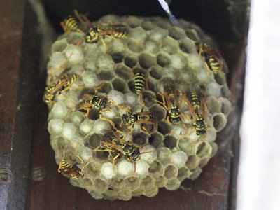 V 2018.07.29 IMG_6375 Polistes sp. (dominula) Paper wasps on nest, Alpenblickhotel swiming baths, Oberstaufen.jpg