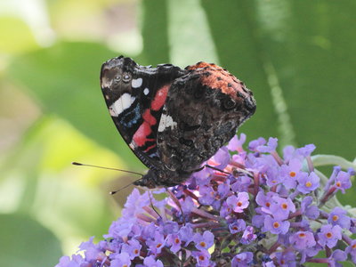 S 2018.08.05 IMG_7211 Red Admiral, lorry-park nr. Baisieux, Belgium A16 - France A27 border. t.jpg