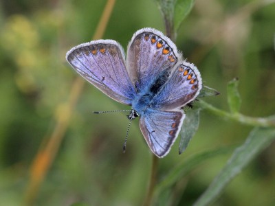 IMG_5888 Polyommatus icaurs, Common Blue (blue female), Box Hill t m.jpg