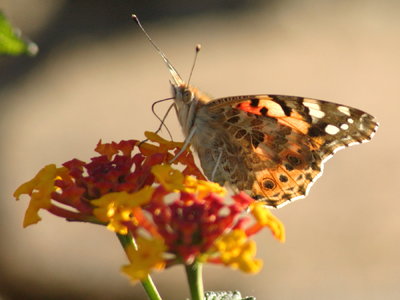 R 2016.01.01 IMG_9804 Painted Lady, By tennis courts.jpg