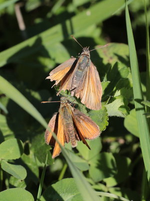 Q 2018.07.29 IMG_6566 thymelicus sylvestris, Small Skipper (worn pair), field heading to Berg- und Wanderfreunde, Oberstaufen t gi.jpg