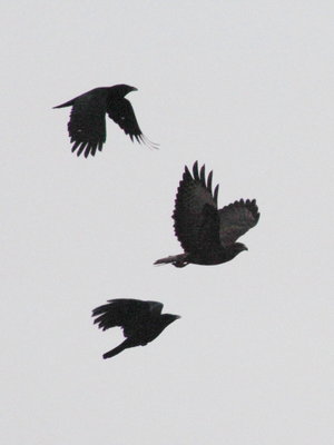 2017.03.11 IMG_5895 Carrion Crows mobbing Common Buzzard, NNR m 2t.jpg