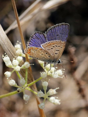 R 2017.08.07 IMG_8218 Polyommatus icarus, Common Blue (male), Dunas de Artola o Cabopino, Marbella vg t.jpg