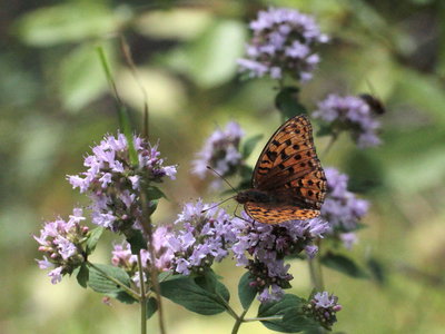 F 2018.08.01 IMG_6884 Argynnis adippe, High Brown Fritillary, woodland walk by river WeiBach, Steibis.jpg