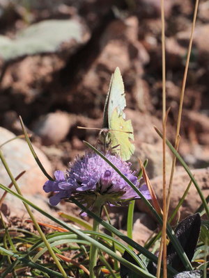 F 2018.07.31 IMG_6663 Colias phicomone, Mountain Clouded Yellow, Hochgrat t.jpg