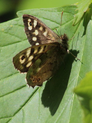 A 2016.05.22 IMG_6772 Speckled Wood, Hutchinson's Bank.jpg