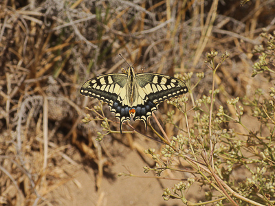 W 2017.08.13 IMG_9233 Papilio machon gorganus, Swallowtail, Dunas de Artola o Cabopino.jpg