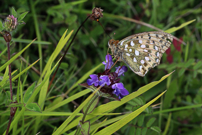 W IMG_9345 Dark Green Fritillary, Box Hill zig-zag.jpg