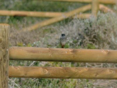 male Black Redstart