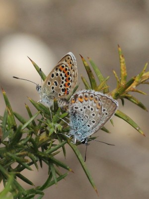 IMG_1468 Plebejus argus, Silver-studded Blue (mating pair), Dawney t.jpg