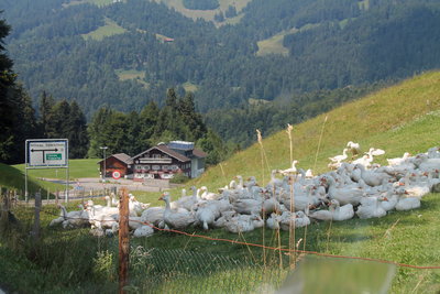 X 2018.08.01 IMG_7587 Goose farm. Heading to the main L5 road from Sausteig, Austria.jpg