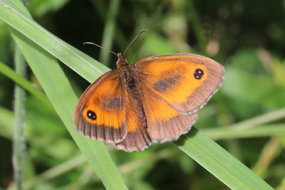 M IMG_9277 Gatekeeper (male), Straits Inclosure, Alice holt.jpg