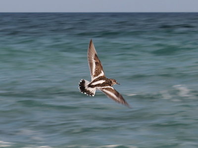 Turnstone