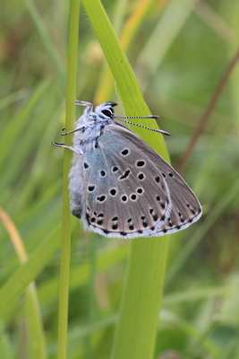 G IMG_7803 Large Blue (2nd insect), Daneway Banks vg.jpg