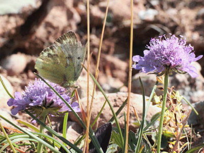 G 2018.07.31 IMG_6664 Colias phicomone, Mountain Clouded Yellow, Hochgrat t.jpg