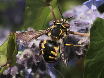 Bee. Anthidium sp.?