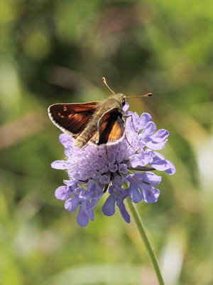 I 2018.07.31 IMG_6668 hesperia comma, Silver-spotted Skipper, Hochgrat t.jpg