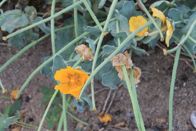 Yellow-horned Poppy Glaucium flavum