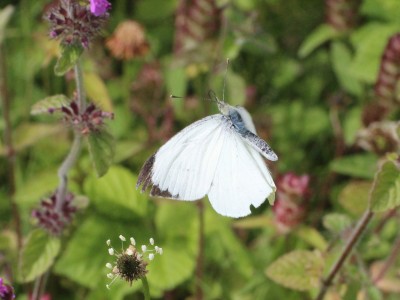IMG_1368 Pieris brassicae, Large White (male) t.jpg