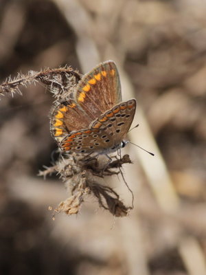 Q 2017.08.13 IMG_9136 polyommatus icarus, Common Blue (female), Dunas de Artola o Cabopino.jpg