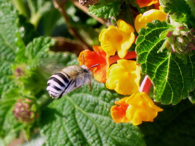 Blue-banded bee probably the easiest bee to capture due to hoverfly type flight