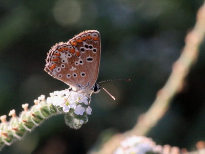 C 2017.08.10 IMG_8502 Southern Brown Argus, MP2.jpg