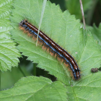 Lackey moth larva
