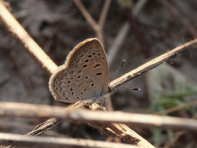 I 2017.08.10 IMG_8566 Zizeeria knysna, African Grass Blue, MP2.jpg