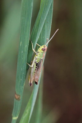 F 2018.08.05 IMG_7108 Chorthippus parallelus, Meadow grasshopper (male), Livange, Luxembourg.jpg